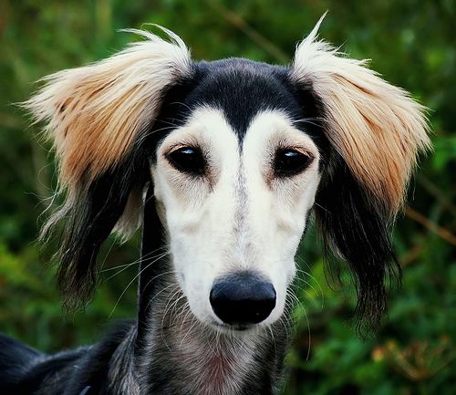 Baby sales safe saluki