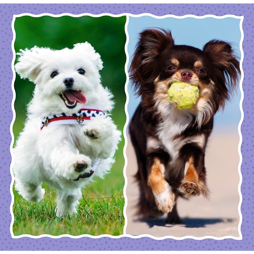 Puzzle - 3 in 1 - Cute dogs - Trefl 34854
