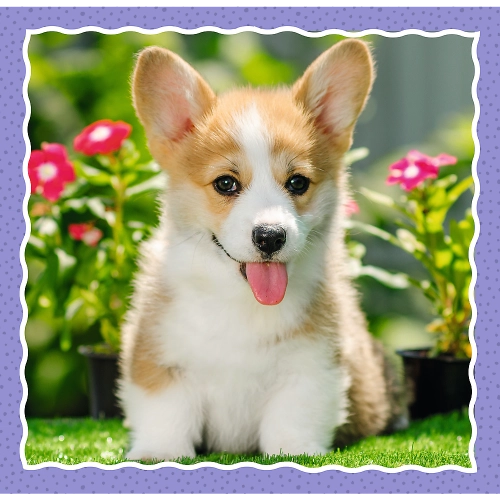Puzzle - 3 in 1 - Cute dogs - Trefl 34854